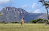 Giraffe-im-Shaba-Reservat.jpg