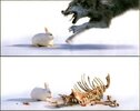 wolf,hase.jpg