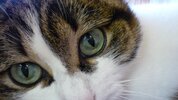 Katze - 2013-05 - 010.jpg