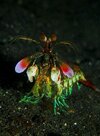 444px-Mantis_shrimp_from_front.jpg