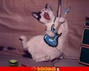 Rockin Cat.jpg