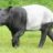 Schabrackentapir