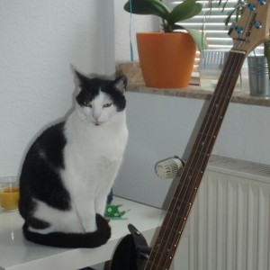 Cats&Guitars