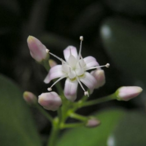 Affenbrotbaum Blüte und Knospen...