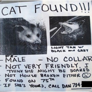 Cat found....; ))