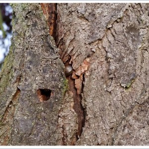 20150925_183230a2Rsig Versteckter Schatz - Schneckenhaus Pflaumenbaum