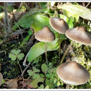 20151018_113341Rsig Pilze Im Pflanzbottich