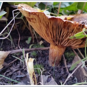 20151021_153140Rsig Pilz Kahler Krempling Giftig