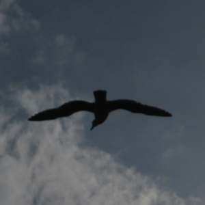 isle of may seagull