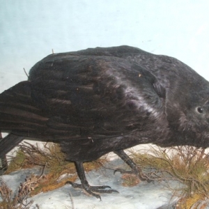 scottish raven