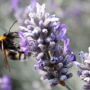 Eine Hummel bei der Arbeit. Speyer 2009.
Kamera: Canon EOS 500D