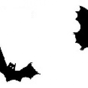 chiroptera2