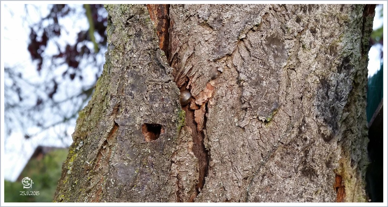 20150925_183230a2Rsig Versteckter Schatz - Schneckenhaus Pflaumenbaum