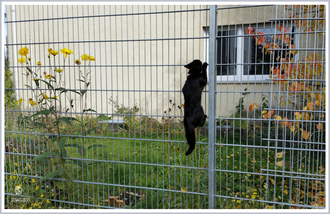 20151023_135835aRsig Panther Klettert Den Zaun Hoch