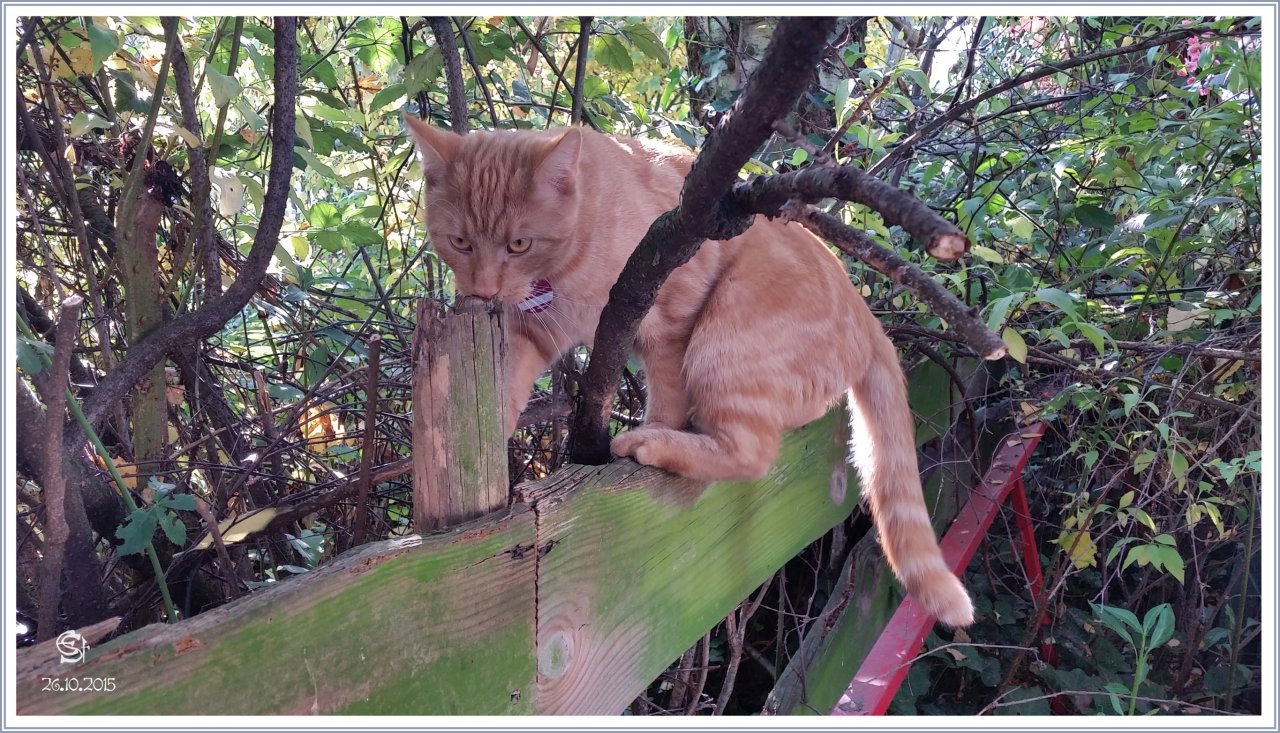 20151026_125304 Tiger Untersucht Zaunpfahl Rsig