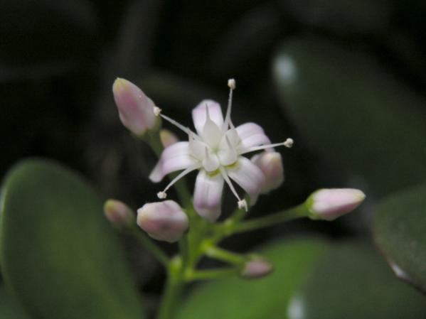 Affenbrotbaum Blüte und Knospen...