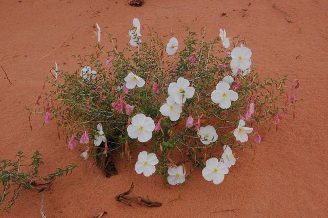 Blumen in der Wüste