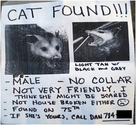 Cat found....; ))