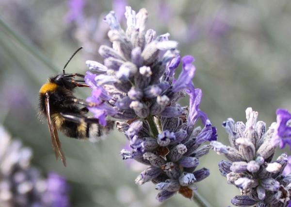 Eine Hummel bei der Arbeit. Speyer 2009.
Kamera: Canon EOS 500D