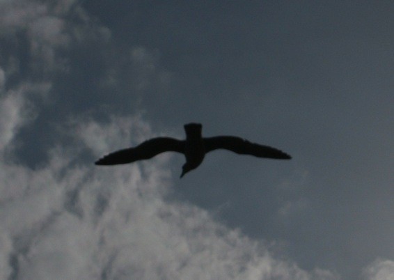 isle of may seagull