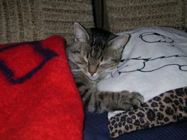 Mein Kater im Bett