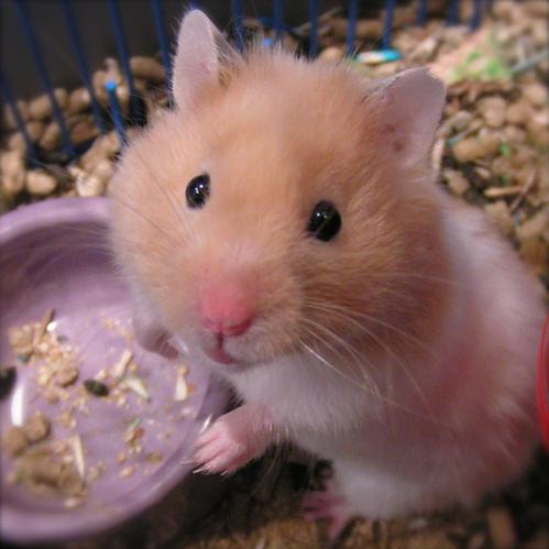 süßer Hamster, der is dich echt voll süüüüüß, ich wünschte ich hätte so einen!!